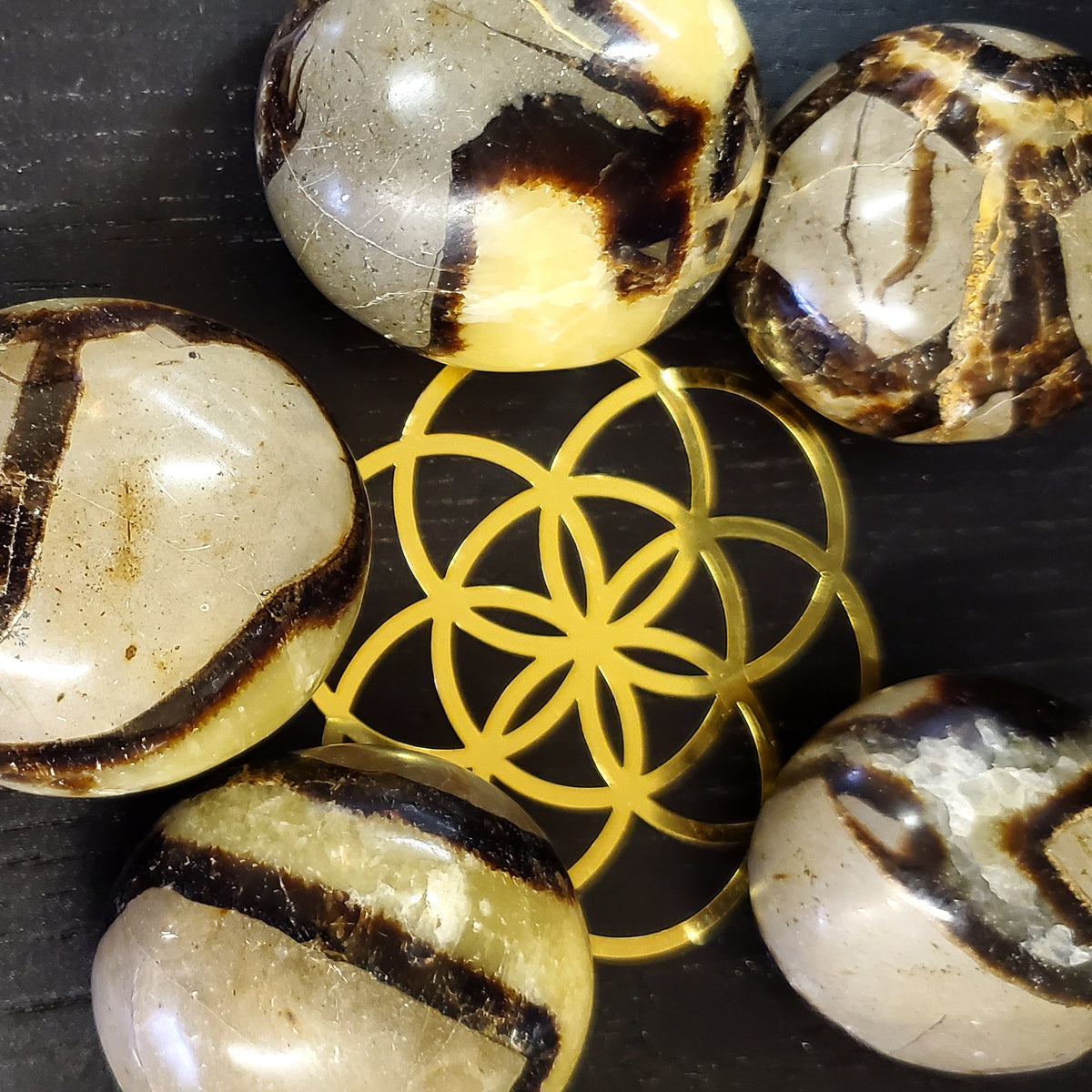 Septarian Palmstone